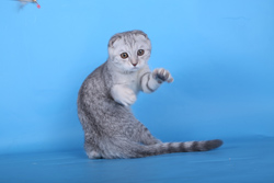 Купить серебристого мраморного котика (вискас)