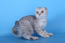 Купить серебристого мраморного котика (вискас)